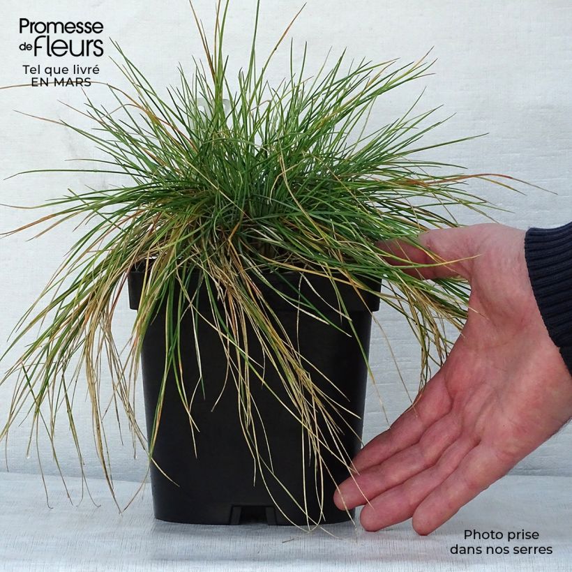 Example of Amethyst-Schwingel - Festuca amethystina Topf mit 2L/3L as you get in printemps