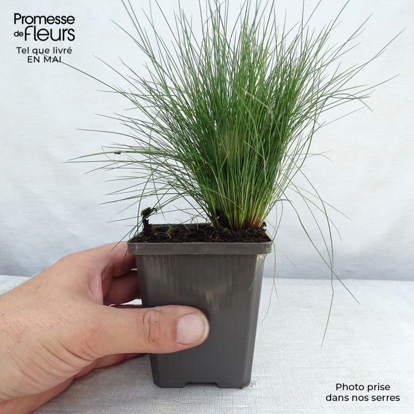 Example of Amethyst-Schwingel - Festuca amethystina Kleine Töpfe von 8/9 cm as you get in printemps