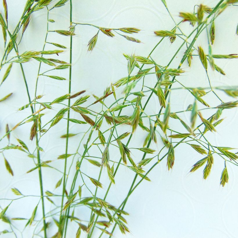 Echter Schwingel - Festuca filiformis (Flowering)