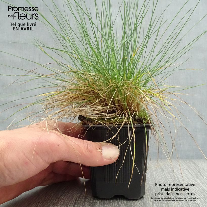 Example of Echter Schwingel - Festuca filiformis Kleine Töpfe von 8/9 cm as you get in printemps
