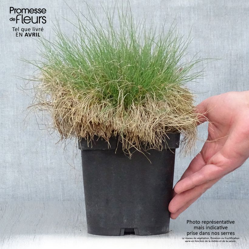 Example of Echter Schwingel - Festuca filiformis Topf mit 2L/3L as you get in printemps