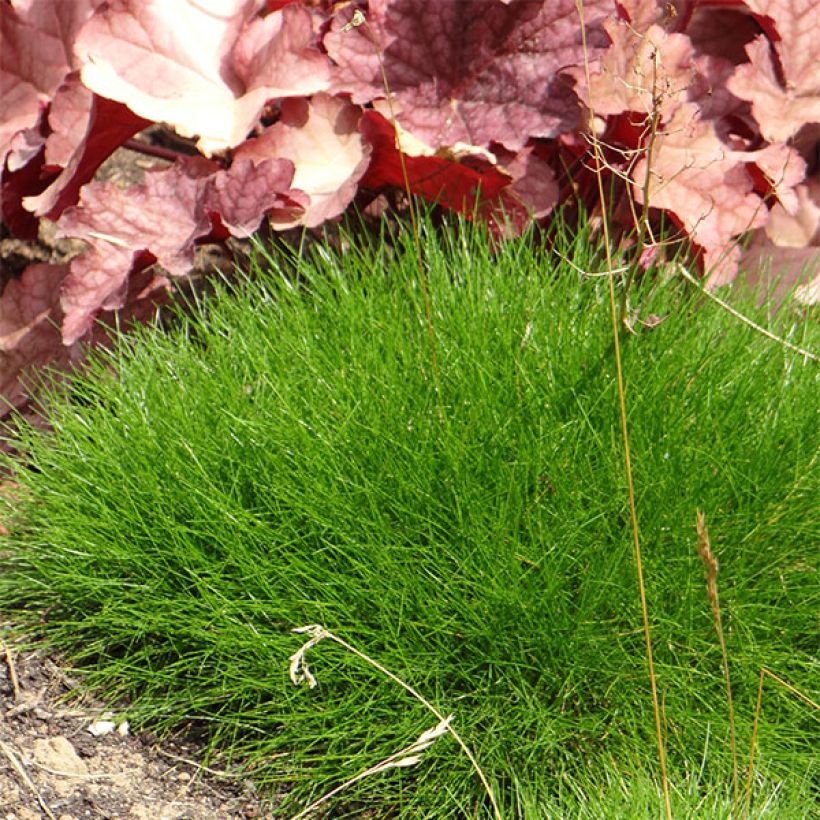 Bärenfell-Schwingel - Festuca gautieri (Plant habit)