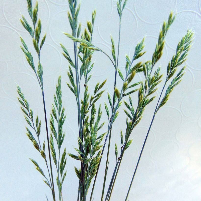 Blau-Schwingel Elijah Blue - Festuca glauca (Flowering)