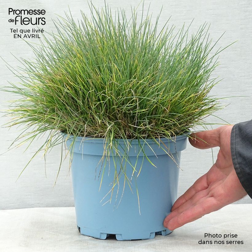 Example of Blau-Schwingel Elijah Blue - Festuca glauca Topf mit 2L/3L as you get in printemps