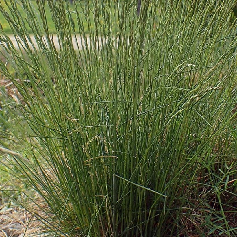 Schaf-Schwingel - Festuca ovina (Foliage)