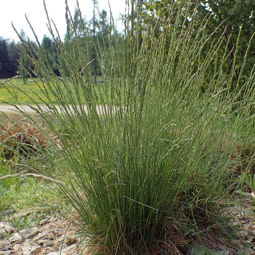 Schaf-Schwingel - Festuca ovina (Plant habit)