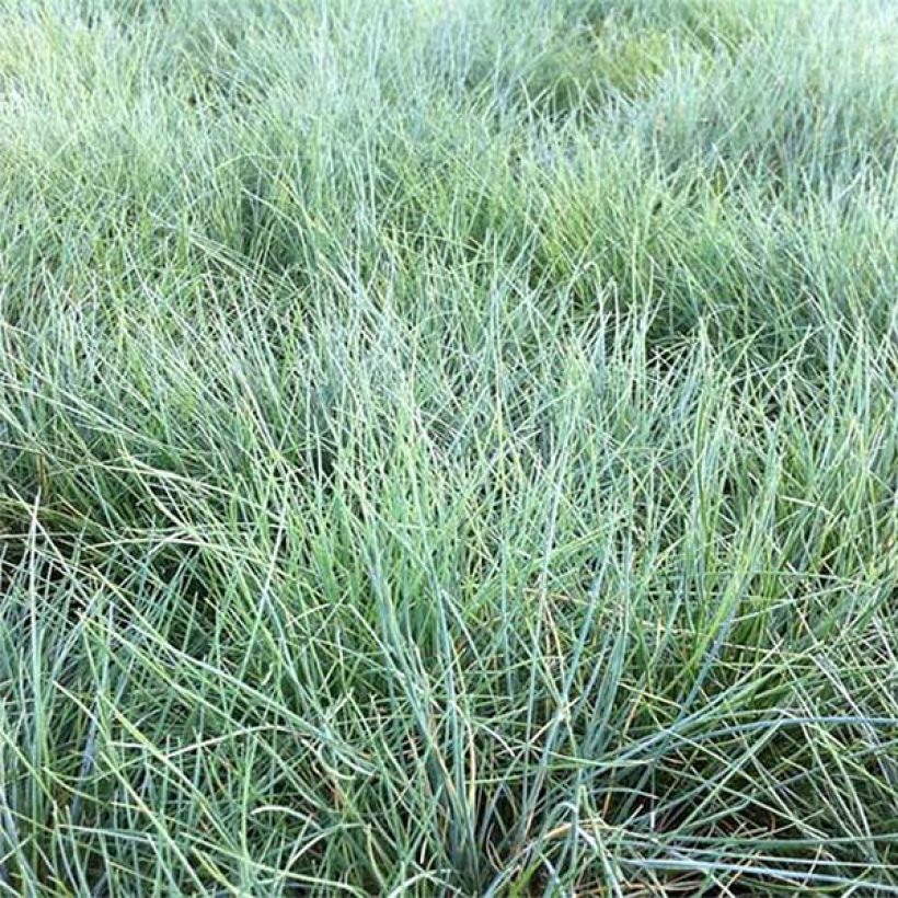 Walliser Schwingel Glaucantha - Festuca valesiaca (Foliage)