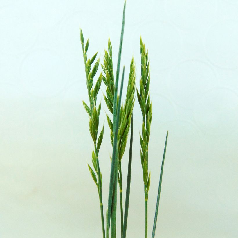 Walliser Schwingel Glaucantha - Festuca valesiaca (Flowering)
