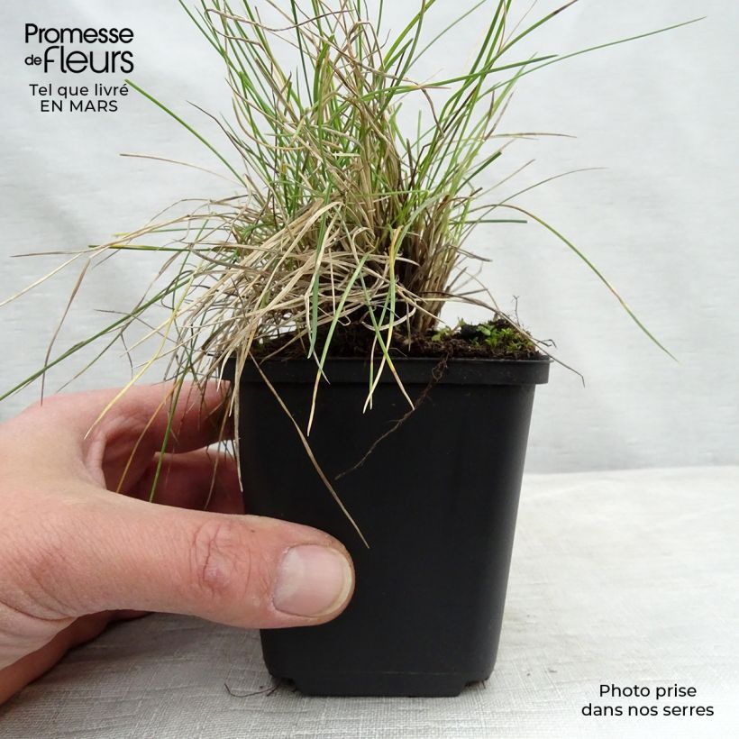 Example of Walliser Schwingel Glaucantha - Festuca valesiaca Kleine Töpfe von 8/9 cm as you get in printemps