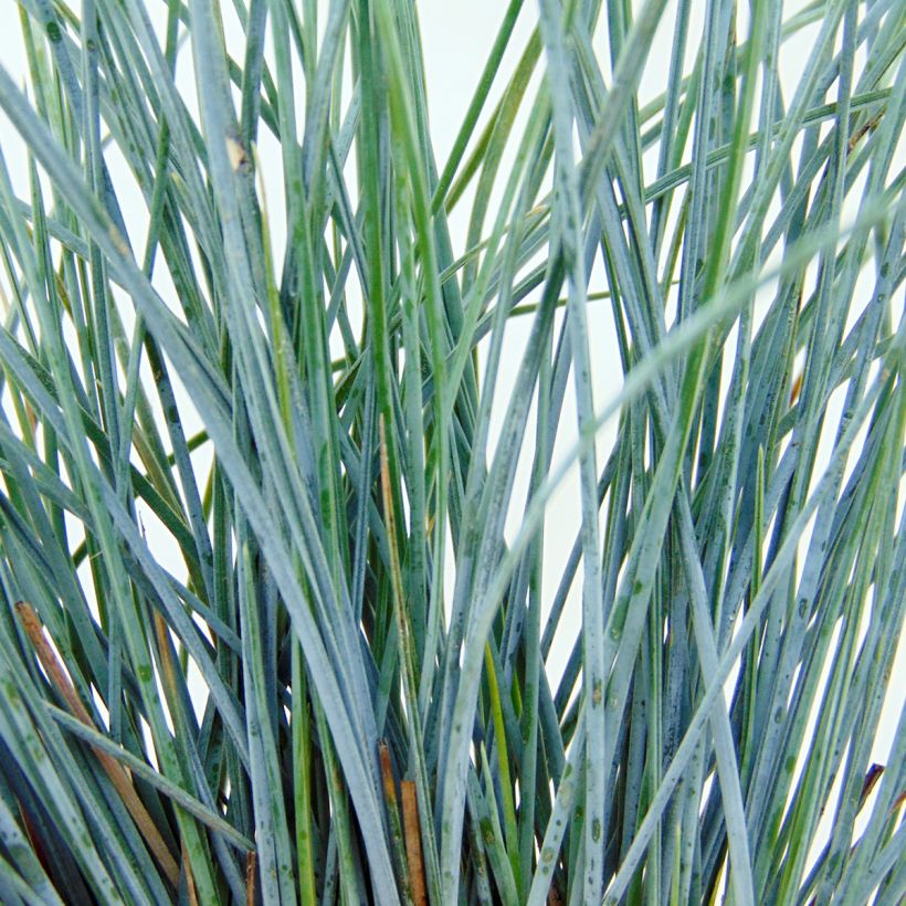 Blau-Schwingel Elijah Blue - Festuca glauca (Foliage)