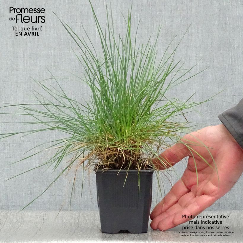 Example of Blau-Schwingel Elijah Blue - Festuca glauca Kleine Töpfe von 8/9 cm as you get in printemps