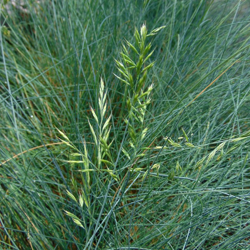 Schaf-Schwingel var. glauca - Festuca ovina (Flowering)