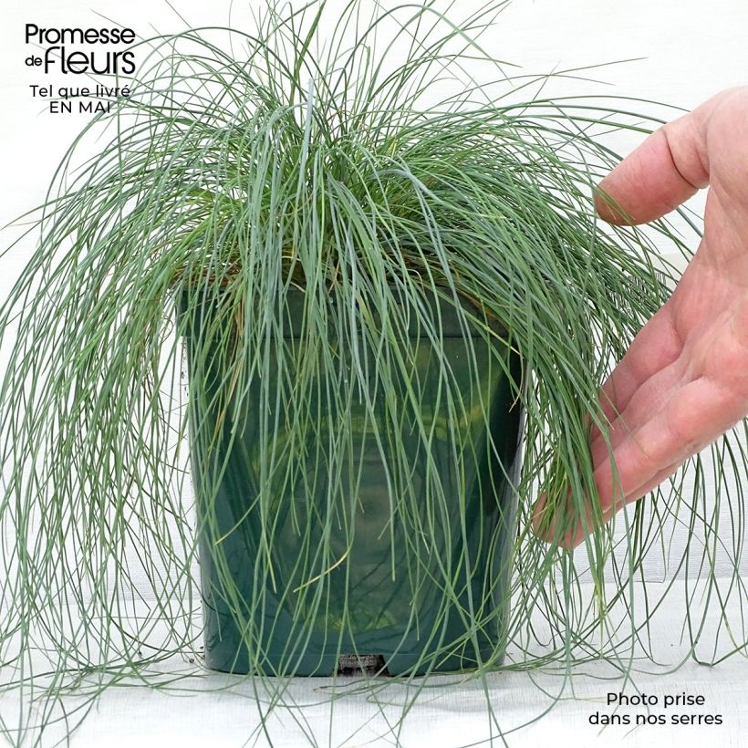 Example of Schaf-Schwingel var. glauca - Festuca ovina Topf mit 2L/3L as you get in printemps