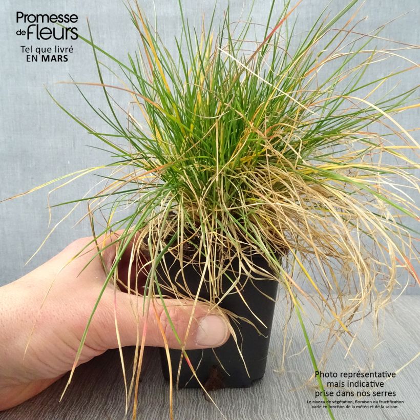 Example of Schaf-Schwingel - Festuca ovina Kleine Töpfe von 8/9 cm as you get in printemps