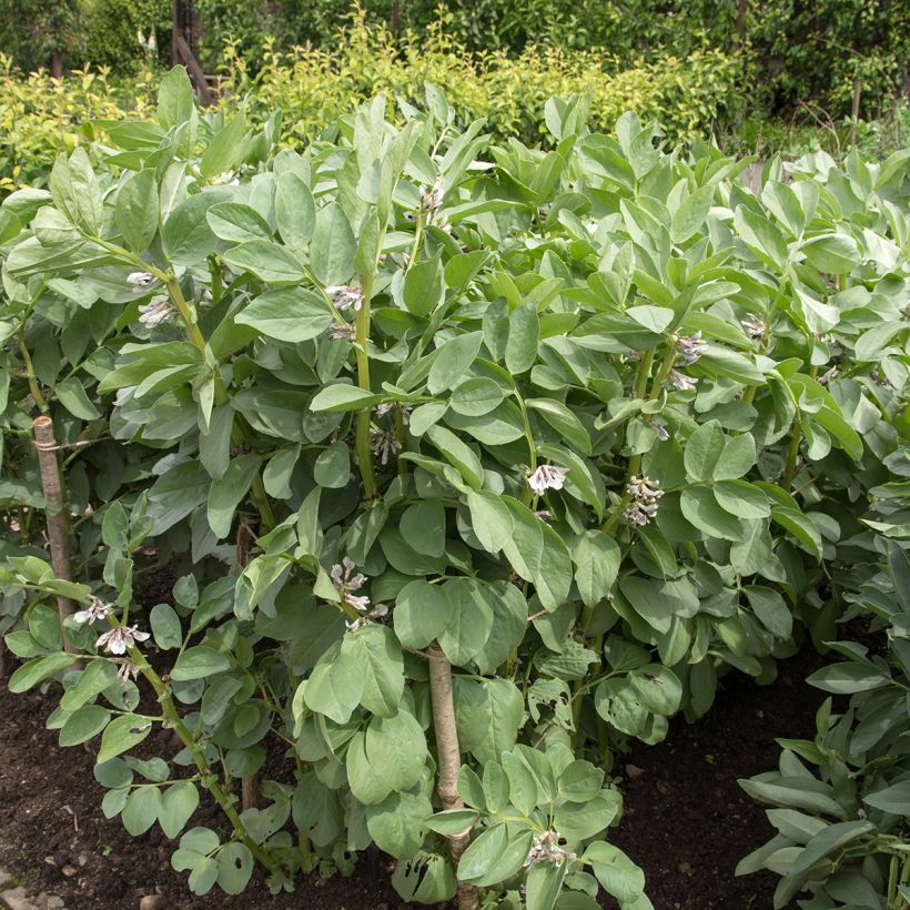 Ackerbohne Masterpiece Green Longpod (Wuchs)