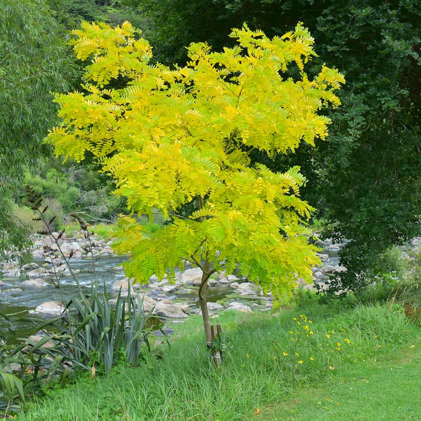 Gleditsia triacanthos f.inermis Sunburst - Gleditschie (Plant habit)