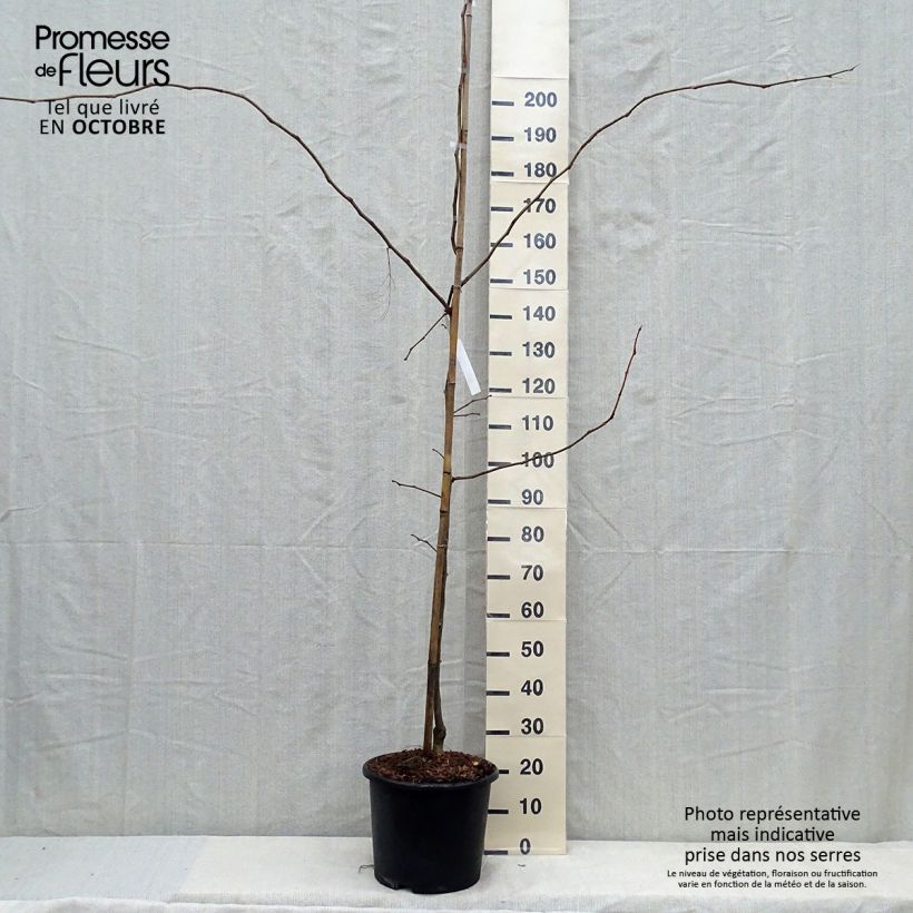 Exemplar von Gleditsia triacanthos f.inermis Sunburst - Gleditschie Topf mit 7,5L/10L, Stämmchen wie im Herbst geliefert