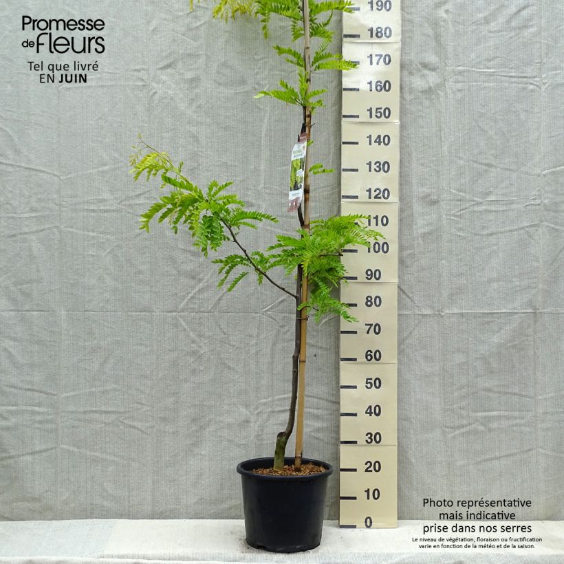 Example of Gleditsia triacanthos f.inermis Sunburst - Gleditschie Topf mit 7,5L/10L, Stämmchen as you get in printemps