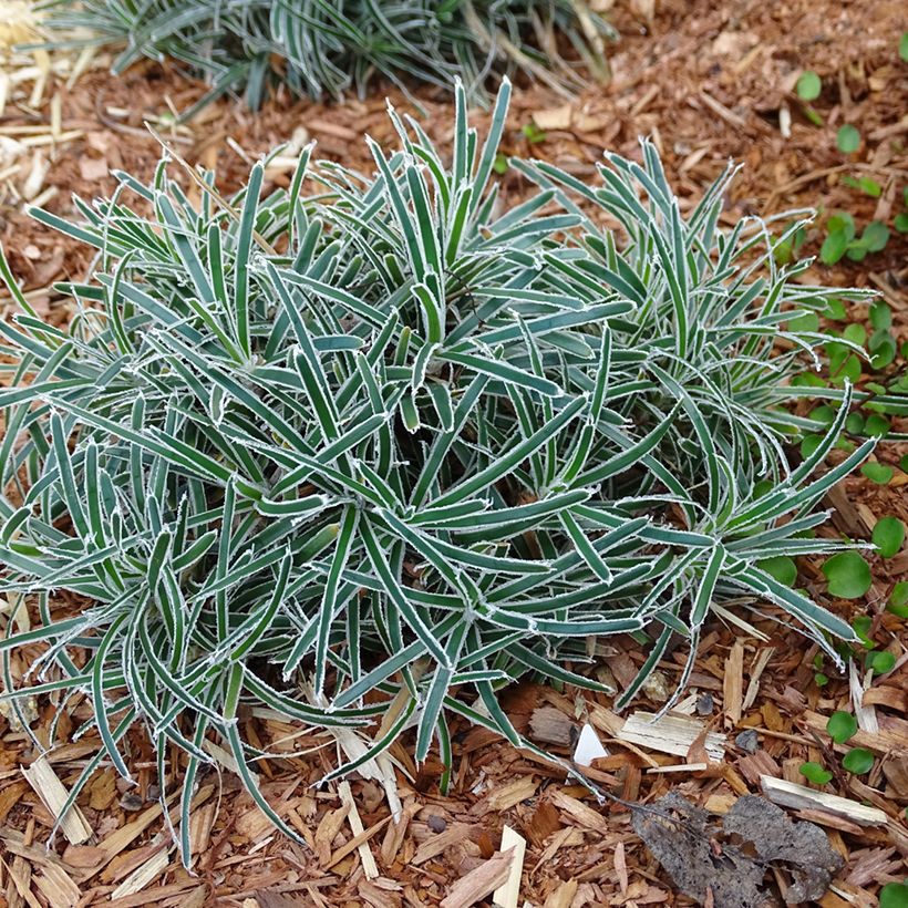 Ficinia truncata Ice Crystal - Zwerbinse (Wuchs)