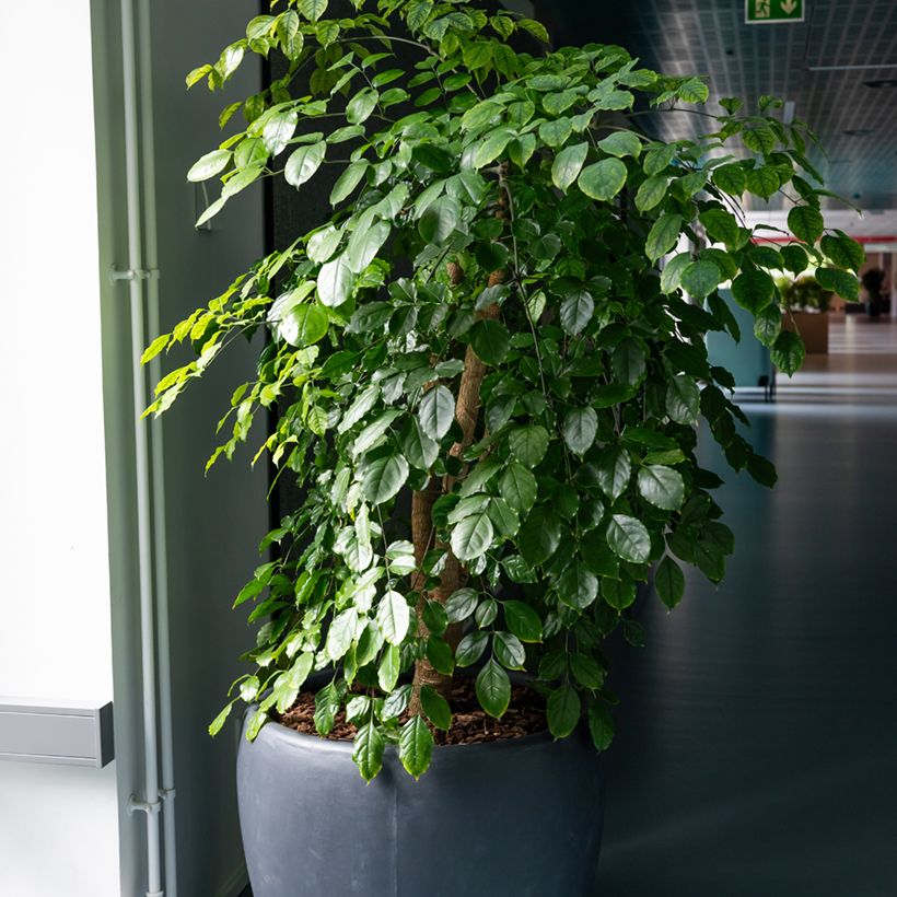 Birkenfeige - Ficus Exotica (Plant habit)