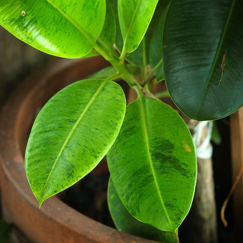 Ficus Shivereana - Gummibaum (Laub)