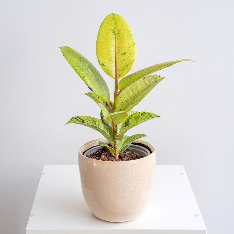 Ficus Shivereana - Gummibaum (Wuchs)