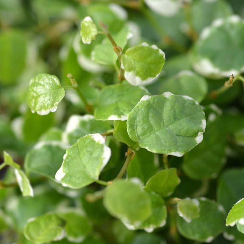 Ficus pumila Bellus - Kletter-Feige (Laub)