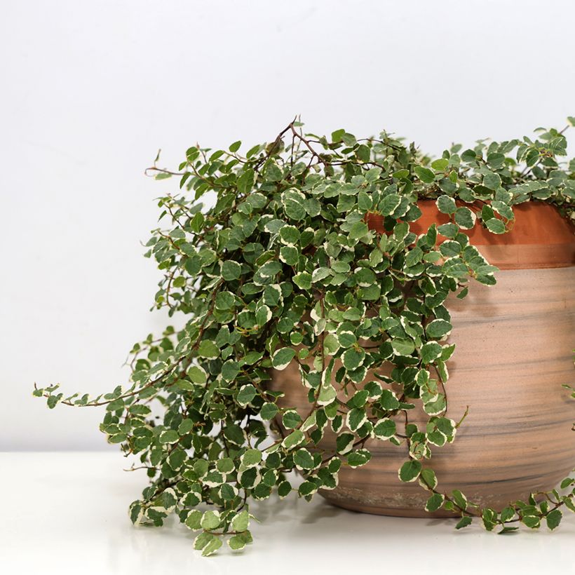 Ficus pumila Bellus - Kletter-Feige (Wuchs)