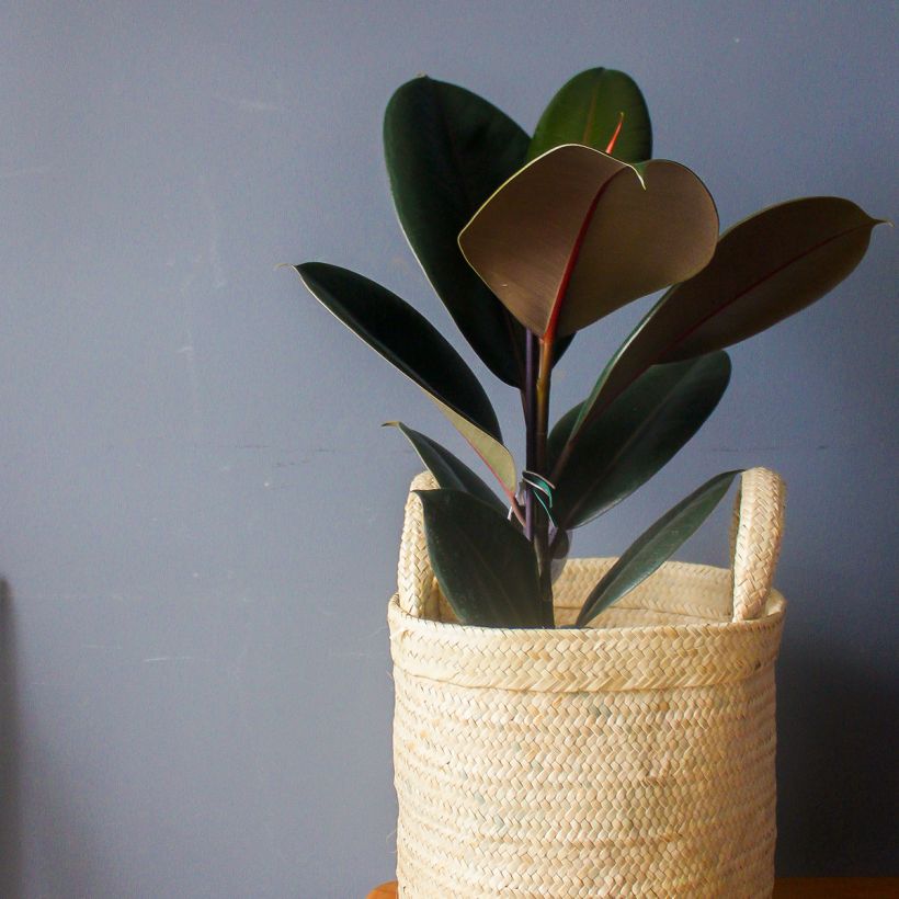 Gummibaum Burgundy - Ficus elastica (Wuchs)
