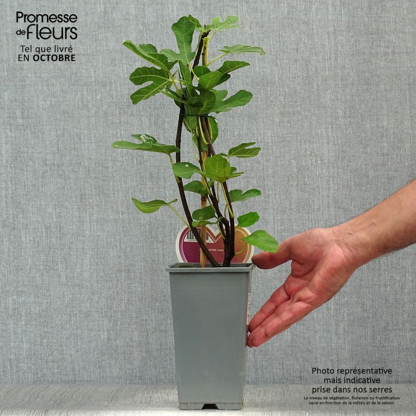Exemplar von Feige Brown Turkey - Ficus carica Topf mit 1,5L/2L wie im Herbst geliefert