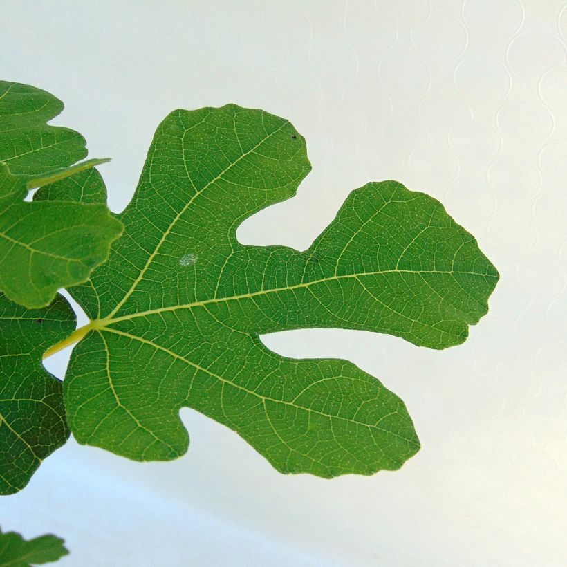 Feige Brown Turkey - Ficus carica (Foliage)