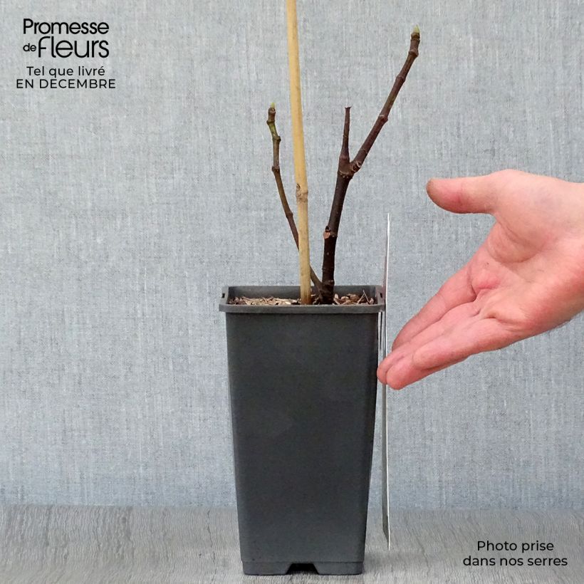 Example of Feige Brown Turkey - Ficus carica Topf mit 1,5L/2L as you get in hiver