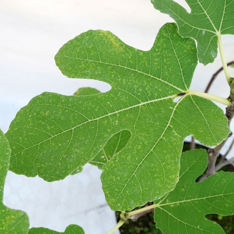 Feige Portogallo - Ficus carica (Laub)