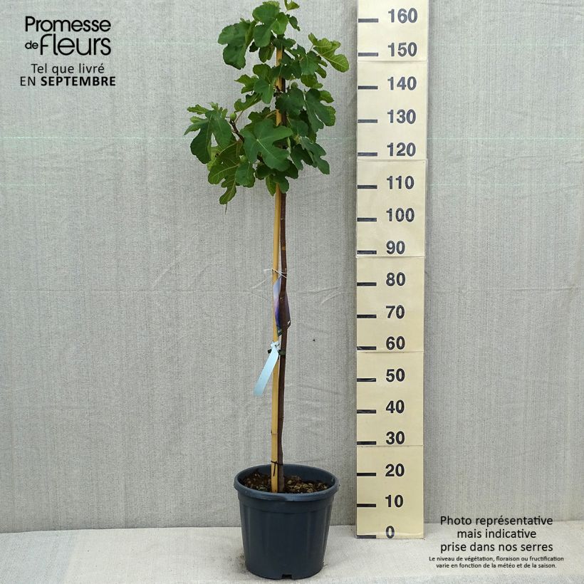 Exemplar von Feige Sultane - Ficus carica Topf mit 12L/15L, Halbstamm wie im Sommer geliefert