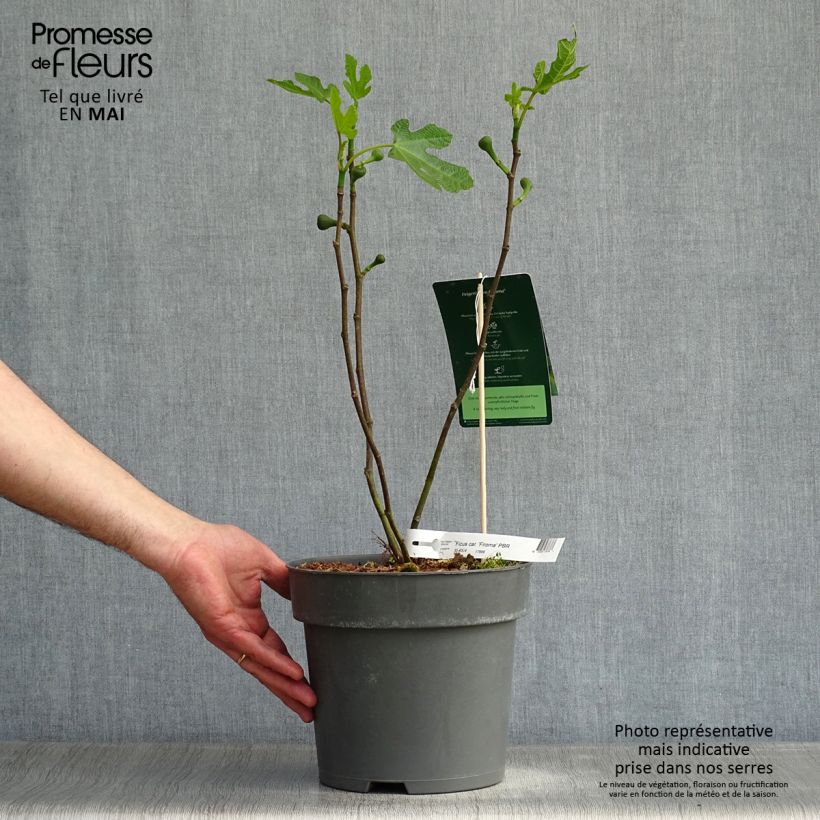Example of Feige Firoma ´Kojufcf´ - Ficus carica Topf mit 2L/3L, Strauch/Busch, mehrstämmig as you get in printemps