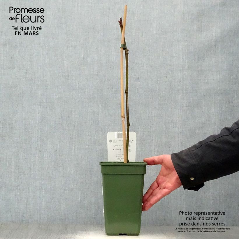 Exemplar von Feige Perretta Gustissimo - Ficus carica Topf mit 2L/3L, Strauch wie im Frühjahr geliefert