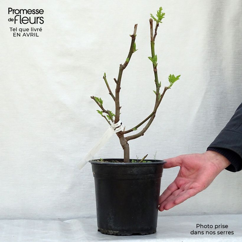 Example of Feige Ice crystal - Ficus carica Topf mit 4L/5L, Heister as you get in printemps