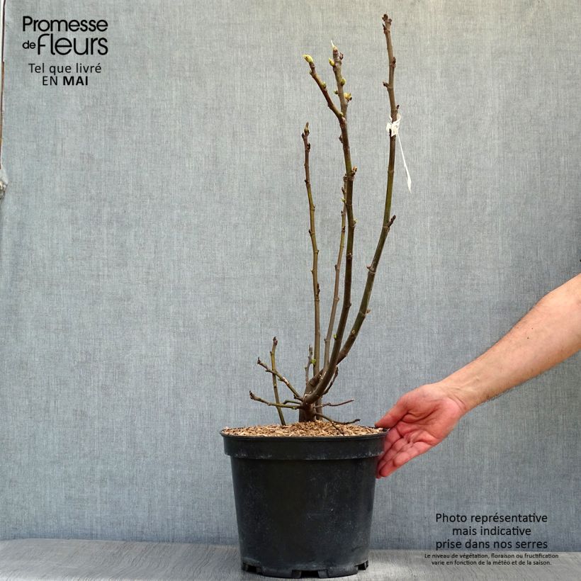 Example of Feige Ice crystal - Ficus carica Topf mit 4L/5L, Strauch as you get in printemps