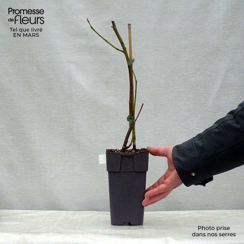 Exemplar von Feige Madeleine des Deux saisons - Ficus carica Topf mit 2L/3L, Heister wie im Frühjahr geliefert