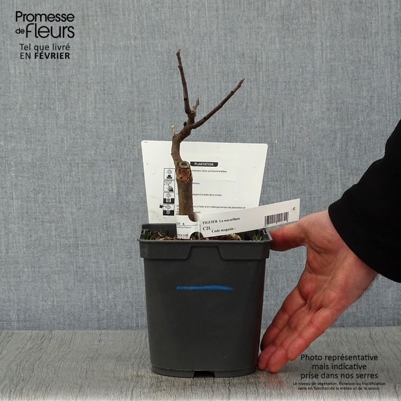 Example of Feige Marseillaise - Ficus carica Topf mit 2L/3L as you get in hiver