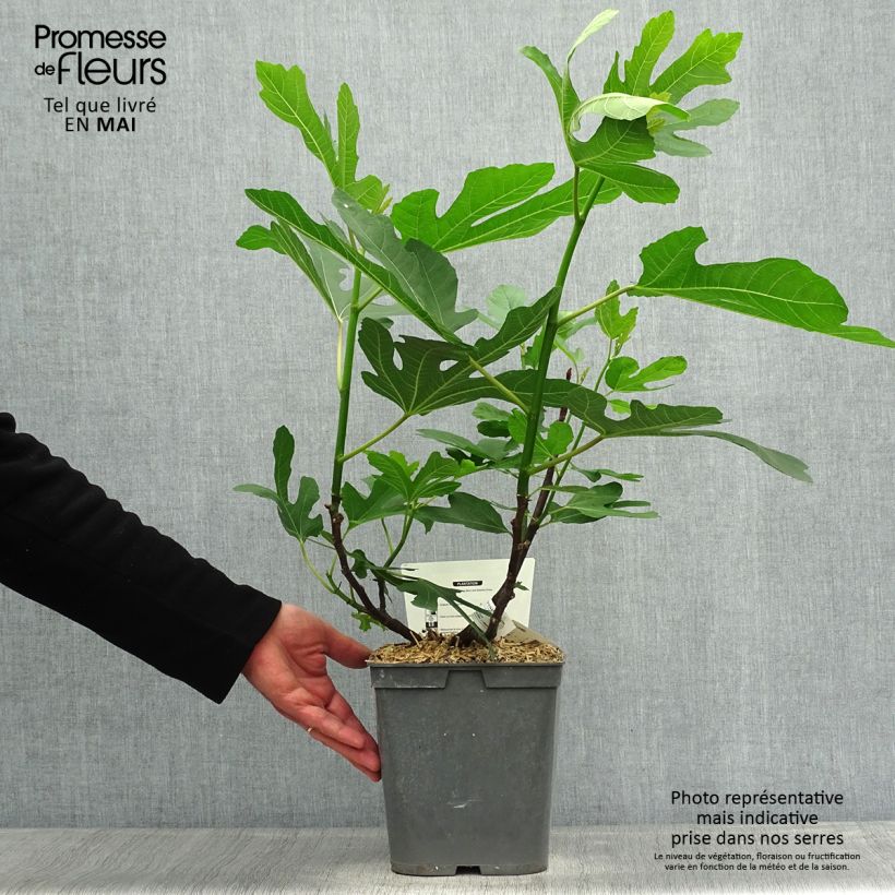 Example of Feige Marseillaise - Ficus carica Topf mit 4L/5L as you get in printemps