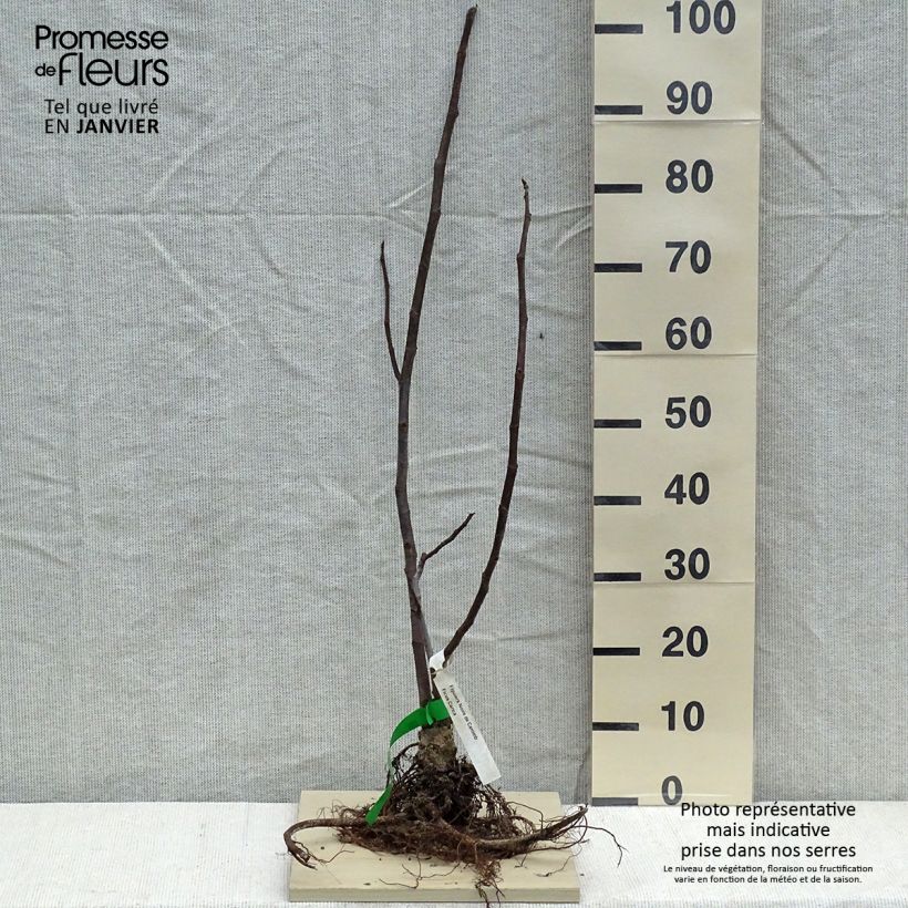 Exemplar von Feige Noire de Caromb Bio - Ficus carica Wurzelnackt wie im Winter geliefert