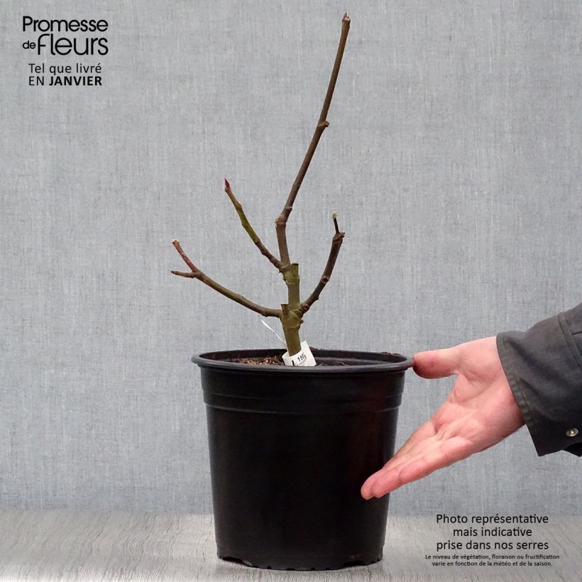 Example of Feige Noire de Caromb - Ficus carica Topf mit 4L/5L, Strauch as you get in hiver