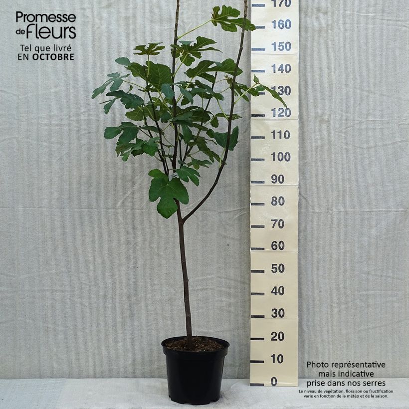 Exemplar von Feige Panachée - Ficus carica Topf mit 4L/5L, 1/4 Stängel wie im Herbst geliefert