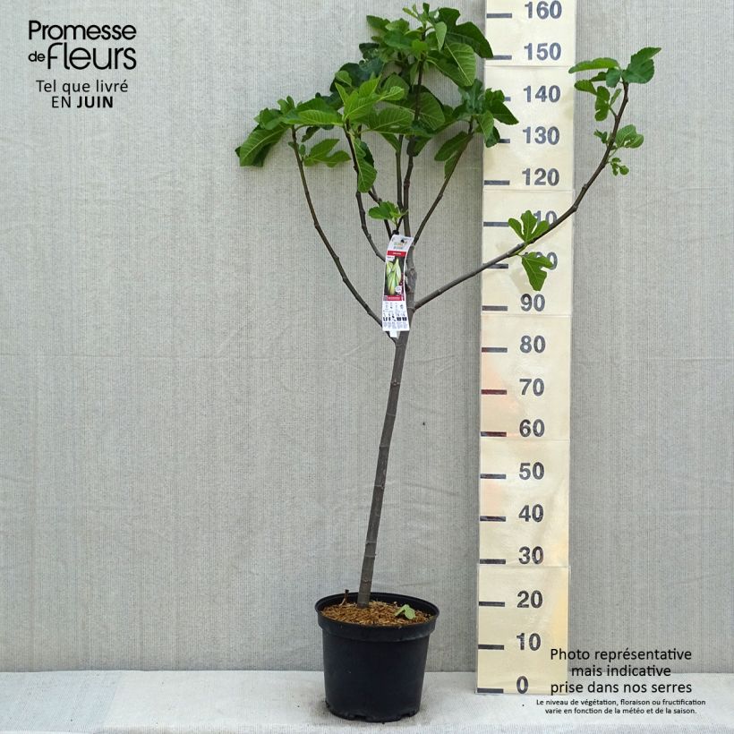 Example of Feige Panachée - Ficus carica Topf mit 7,5L/10L, 1/4 Stängel as you get in printemps