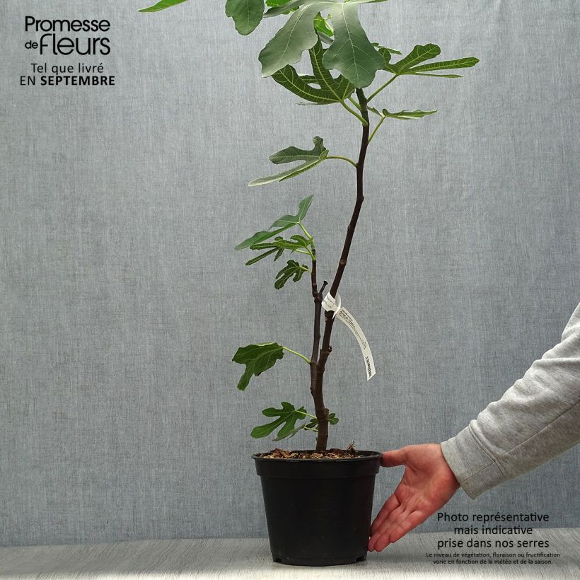 Exemplar von Feige Panachée - Ficus carica Topf mit 2L/3L, Strauch wie im Herbst geliefert