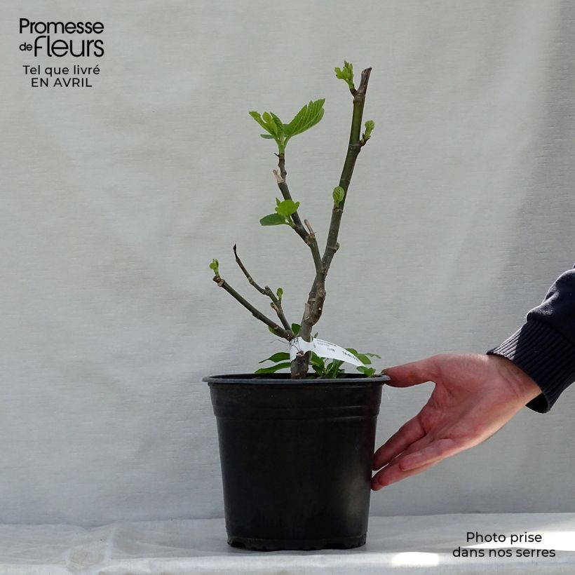 Example of Feige Panachée - Ficus carica Topf mit 4L/5L, Strauch as you get in printemps