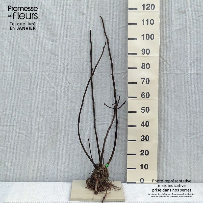 Exemplar von Feige Rouge de Bordeaux Bio - Ficus carica Wurzelnackt wie im Winter geliefert