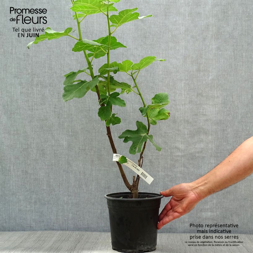Exemplar von Feige Violette Dauphine - Ficus carica Topf mit 2L/3L, Strauch wie im Sommer geliefert