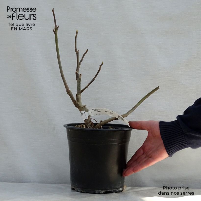 Exemplar von Feige Précoce de Dalmatie - Ficus carica Topf mit 4L/5L, Strauch wie im Frühjahr geliefert